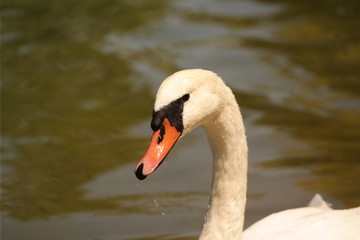 swan on the water