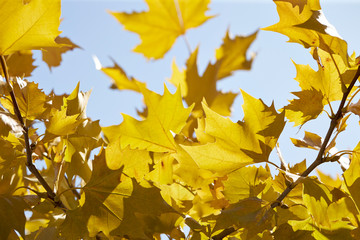 yellow maple leaves