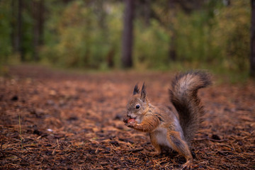 Sciurus vulgaris. Squirrel in a forest clearing. Feeding from your hand. Curious