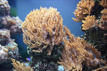 Fototapeta na wymiar Coral in the Berlin Aquarium, Germany