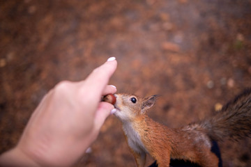Sciurus vulgaris. Squirrel in a forest clearing. Feeding from your hand. Curious