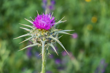 spear thistle flower on green background