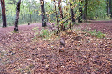 Sciurus vulgaris. Squirrel in a forest clearing. Feeding from your hand. Curious
