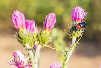 beetle on a spear thistle flower