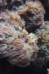 Naklejka na ściany i meble Coral in the Berlin Aquarium, Germany