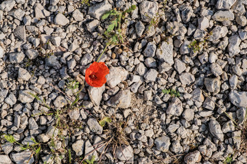 red poppy flowers on the stone way
