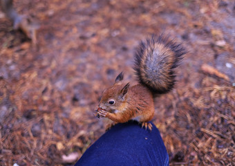 Sciurus vulgaris. Squirrel in a forest clearing. Feeding from your hand. Curious