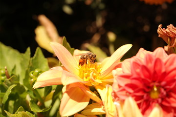 flower and bee