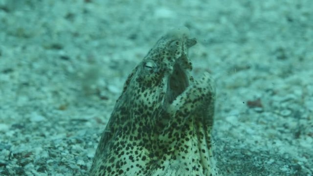 Snake Eel on a sandy bottom in the surf zone during a storm. Portrait of Marbled Snake Eel (Callechelys marmorata) stuck her head out of the sand