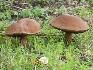 Big edible mushrooms on the grass