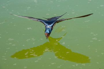 Barn Swallow Drinking in Flight