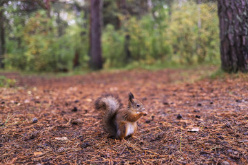 Sciurus vulgaris. Squirrel in a forest clearing. Feeding from your hand. Curious