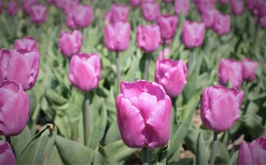 lila Tulpen