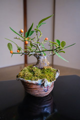 趣味の盆栽