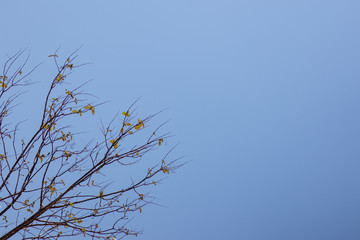 Dry twigs on tree in blue sky background, dry twigs on branch tree.