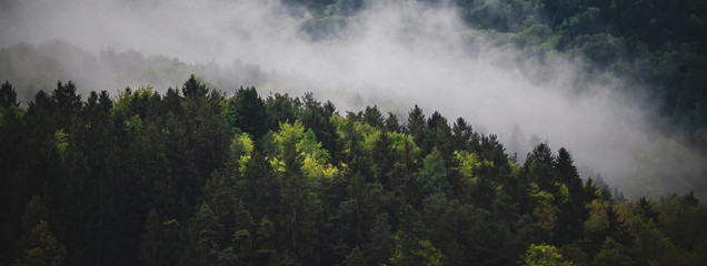 Hintergrundbanner-Nebel steigt über einem Wald auf
