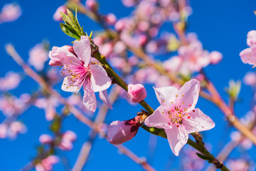 Peaches trees. Orchard. Fruit garden. Pink flowers on blue sky background. Flowers closeup. Soft selective focus.
