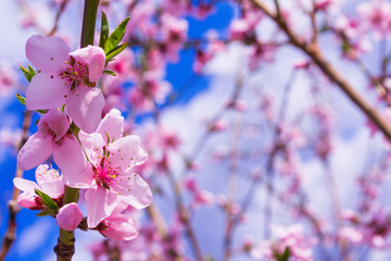 Peaches trees. Orchard. Fruit garden. Pink flowers on blue sky background. Flowers closeup. Soft...