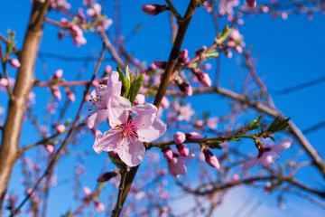 Peaches trees. Orchard. Fruit garden. Pink flowers on blue sky background. Flowers closeup. Soft...