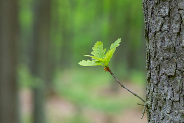 A sprout of a leaf grows from a tree trunk in the forest. In the background is a forest.