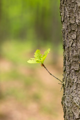Fototapeta premium A sprout of a leaf grows from a tree trunk in the forest. In the background is a forest.