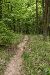 Forest path between green big trees.