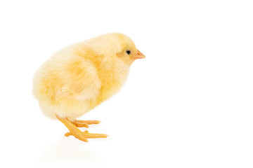 Yellow chicken on white