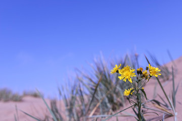 The harsh White sea. Cold autumn day on Yagry island, Severodvinsk
