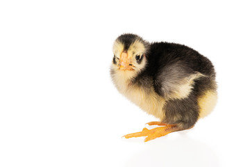little beautiful chicken of the spanish breed