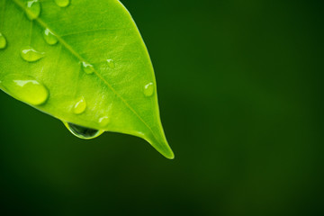  water on leave background, Green leaf, nature background, 
