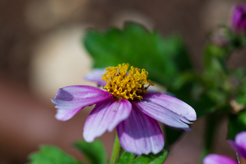 Close up Osteospermum violet African daisy flower. Purple wild flower with focus on pollen with shallow depth of field. dark pink chamomile. Floral backdrop with pink flowers