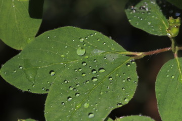 Blatt eines Liguster mit Wassertropfen 