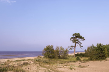 Fototapeta na wymiar Yagry in Severodvinsk. Unique pine forest. white sea coast. sea tide