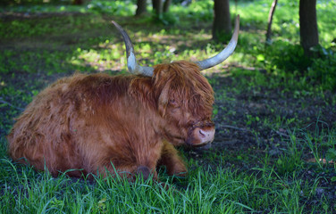 A shaggy highland cattle with long horns seek shelter from the bright warm sun under the trees