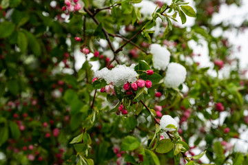 Snow covered apple trees in May, 2020