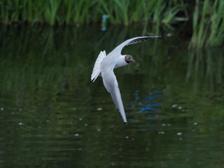 A Black-headed gull (Chroicocephalus ridibundus) flying over Chantry Chapel on the River Calder in the evening sun.