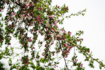 Snow covered apple tree in May 12th, 2020