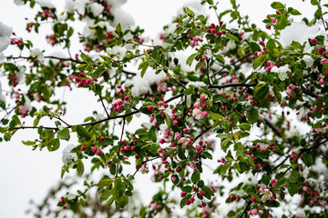 Apple trees after unexpected snow fall