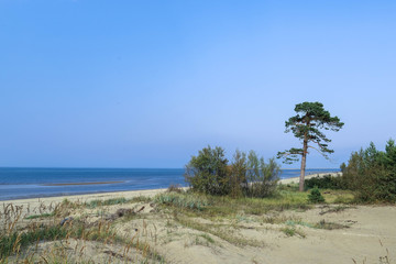 Yagry in Severodvinsk. Unique pine forest. white sea coast. sea tide