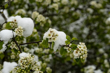 Hawthorn in bloom in May, under unexpected snow