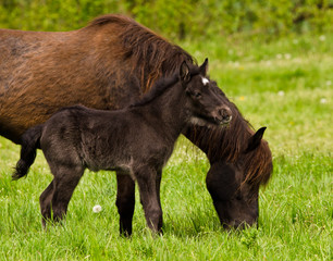 A beautiful cute little black foal of an icelandic horse near at it`s mother in the meadow