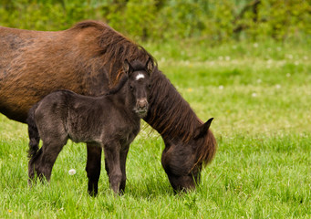 A beautiful cute little black foal of an icelandic horse near at it`s mother in the meadow