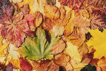 Variety of red and yellow autumn leaves. Flat lay. Fall creative background.