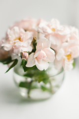 Tender pink garden roses in a transparent vase. Rose bud close-up. Selective focus. Soft light.
