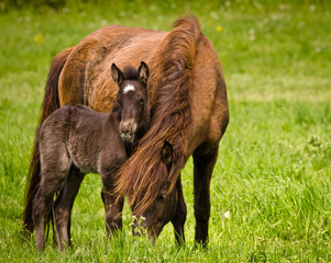 A beautiful cute little black foal of an icelandic horse near at it`s mother in the meadow
