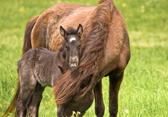 Naklejka na ściany i meble A beautiful cute little black foal of an icelandic horse near at it`s mother in the meadow