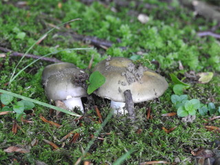 Two mushrooms close together
