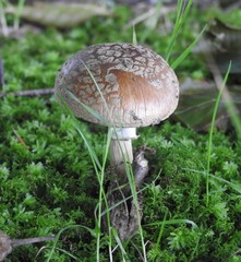 The lone mushroom grows on moss