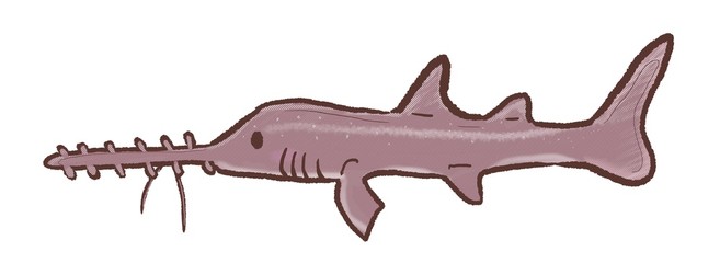 R:メルヘンなかわいいノコギリザメA