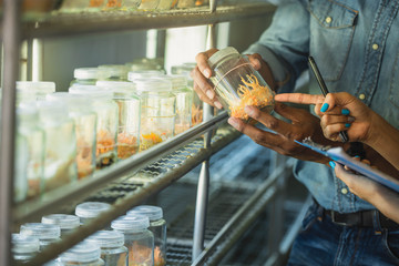 Chong cao are planted in glass bottles. (Ophiocordyceps sinensis, Dong chong xia cao) Healthy food in China. Fresh Cordyceps militaris in Glass bottles.